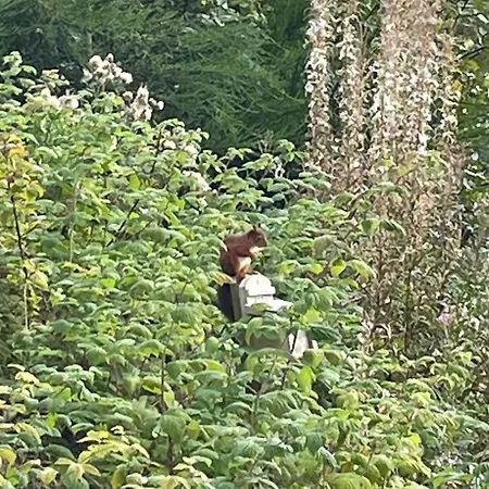 Red Squirrel Pod With Hot Tub Villa Oban Exterior photo