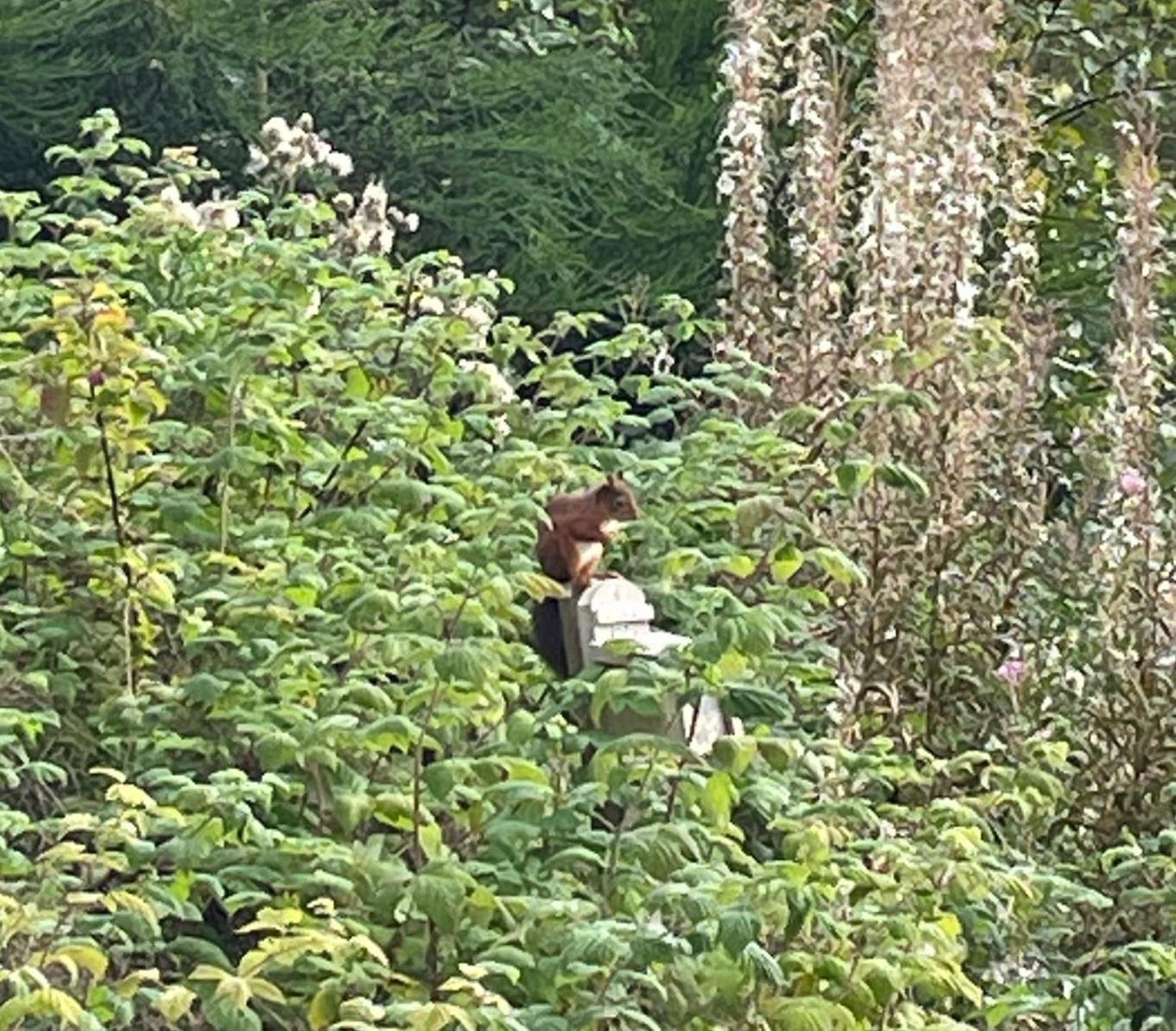 Red Squirrel Pod With Hot Tub Holiday home